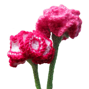 long stem carnation